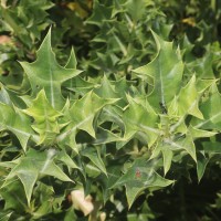 Acanthus ilicifolius L.